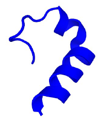 figure8 peptide model